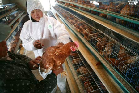 A health worker from the veterinarian station vaccinates chicken in a poultry farm in Qinjiang Village of Taizhou City, east China's Jiangsu Province, Dec. 18, 2008. Through a compulsory avian influenza vaccination policy here, the vaccination rate reaches 100%. [Xinhua] 