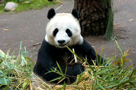 Giant panda Bai Yun living in the San Diego Zoo. Representatives from the China Wildlife Conservation Association and the San Diego Zoo signed a loan agreement on December 18, 2008 to extend the zoo's giant panda conservation cooperation. [Photo: Xinmin Evening News]