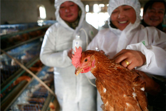 Workers in the veterinary station of the Qinjiang Village, Taizhou City of Jiangsu Province inject bird flu vaccines to chickens on December 17, 2008. The recent tide of poultry death in two cites in the province was not from the infection of bird flu, said a provincial agricultural official on December 20.