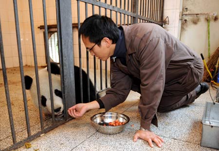 A caretaker of the Taipei zoo trains Yuan Yuan, one of the two pandas donated and will be sent by the Chinese mainland to Taiwan, at a panda breeding base in Ya'an, southwest China's Sichuan Province Dec. 21, 2008. The Taiwanese caretakers in two groups have basically learned the breeding skills of pandas since Oct. 2008. [Xinhua] 