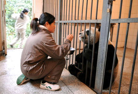 A Taiwanese caretaker trains Yuan Yuan, one of the two pandas donated and to be sent by the Chinese mainland to Taiwan, at a panda breeding base in Ya'an county, southwest China's Sichuan province, December 21, 2008. Three caretakers from the Taipei Mucha zoo came to Ya’an in two groups and have basically learned the breeding skills of pandas since October 2008. [Xinhua]
