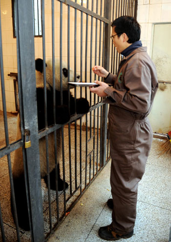 A Taiwanese caretaker trains Tuan Tuan, one of the two pandas donated and to be sent by the Chinese mainland to Taiwan, at a panda breeding base in Ya'an county, southwest China's Sichuan province, December 21, 2008. Three caretakers from Taipei Mucha zoo came to Ya’an in two groups and have basically learned the breeding skills of pandas since October 2008. [Xinhua] 