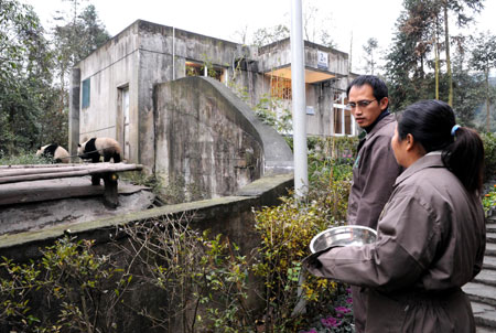 Two Taiwanese caretakers look at Tuan Tuan and Yuan Yuan, the two pandas donated and to be sent by the Chinese mainland to Taiwan, as they take food at a panda breeding base in Ya'an county, southwest China's Sichuan province, December 21, 2008. Three caretakers from the Taipei Mucha zoo came to Ya'an in two groups and have basically learned the breeding skills of pandas since October 2008. [Xinhua]