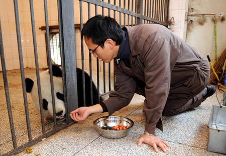 A caretaker of the Taipei zoo trains Yuan Yuan, one of the two pandas donated and will be sent by the Chinese mainland to Taiwan, at a panda breeding base in Ya'an, southwest China's Sichuan Province Dec. 21, 2008. The Taiwanese caretakers in two groups have basically learned the breeding skills of pandas since Oct. 2008. 