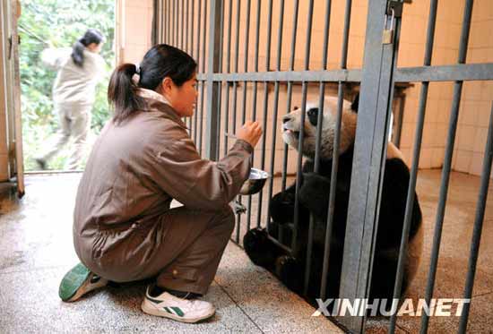 Sichuan says goodbye to pandas bound for Taiwan