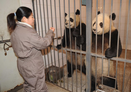 Taiwanese breeder You Xueyin feeds giant pandas Tuantuan and Yuanyuan, a couple of pandas the mainland has promised to send to Taiwan, at a panda breeding base in Ya'an City in southeast China's Sichuan Province on Dec. 22, 2008, one day ahead of their scheduled departure. The panda pair will take a chater flight to go to Taiwan on Tuesday if the weather condition is ok. [Chen Xie/Xinhua] 