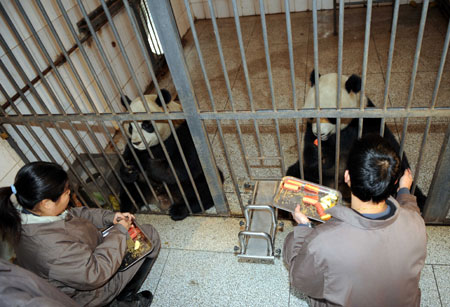 Giant pandas Tuan Tuan and Yuan Yuan get food from breeders at a panda breeding base in Ya'an City in southeast China's Sichuan Province on Dec. 22, 2008, one day ahead of their scheduled departure. The panda pair will take a charter flight to go to Taiwan on Tuesday if the weather condition is ok. [Xinhua] 