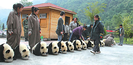 Pandas saved from the earthquake take their breakfast in Wolong reserve's breeding center. Photos courtesy of Zhang Hemin 