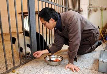 A caretaker of the Taipei zoo trains Yuan Yuan, one of the two pandas donated and will be sent by the Chinese mainland to Taiwan, at a panda breeding base in Ya'an, southwest China's Sichuan Province Dec. 21, 2008. A Taiwan-based Eva Air flight left here Monday morning for the mainland to pick up two pandas offered to Taiwan as a gesture of goodwill.[Xinhua Photo]