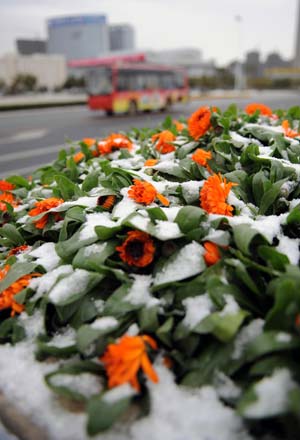 Photo taken on Dec. 22, 2008 shows snow-covered plants in Nanchang, capital of east China's Jiangxi Province, on Dec. 22, 2008. The first snow in winter hit the province as a cold air masses moved to southern China.