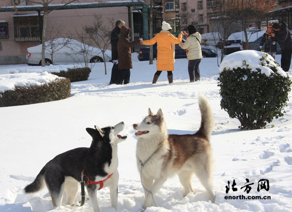 Heavy snow hit Tianjin Municipality on December 20, 2008.