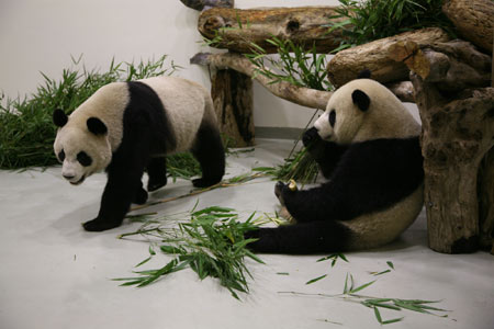 A pair of giant pandas take food in the Taipei Zoo in Taipei, southeast China's Taiwan Province, Dec. 23, 2008. The 4-year-old giant pandas, Tuan Tuan and Yuan Yuan offered by the Chinese mainland arrived in Taiwan by air on Dec. 23, 2008. [Xinhua] 