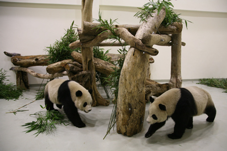 Tuan Tuan and Yuan Yuan, the two giant pandas from Chinese mainland, are seen in the quarantine area at Taipei zoo in Muzha December 23, 2008. The Panda bears from Southwestern Sichuan Province are a goodwill gift from Beijing. [Xinhua]