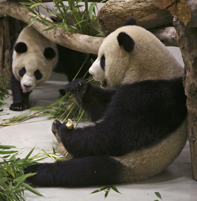 Tuan Tuan and Yuan Yuan, the two giant pandas from Chinese mainland, are seen in the quarantine area at Taipei zoo in Muzha December 23, 2008. The Panda bears from Southwestern Sichuan Province are a goodwill gift from Beijing. [Xinhua]