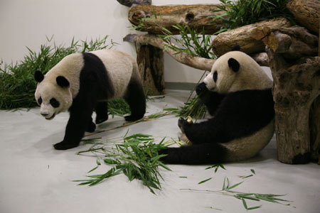 A pair of giant pandas take food in the Taipei Zoo in Taipei, southeast China's Taiwan Province, Dec. 23, 2008. The 4-year-old giant pandas, Tuan Tuan and Yuan Yuan offered by the Chinese mainland arrived in Taiwan by air on Dec. 23, 2008. 