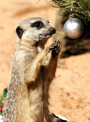 A Meerkat at Sydney's Taronga Zoo, plays with a Christmas bauble hanging a tree inside its enclosure December 23, 2008. 