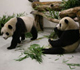 Mainland panda pair arrive in Taiwan