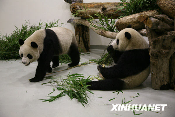 Mainland panda pair arrive in Taiwan