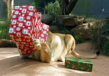 Kuchani, a female African Lion at Sydney's Taronga Zoo, enjoys a treat hidden inside a Christmas wrapped box December 23, 2008. 