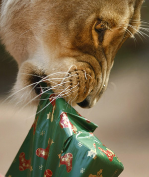Kuchani, a female African Lion at Sydney's Taronga Zoo, tears open a Christmas wrapped box as she looks for food hidden inside December 23, 2008. 