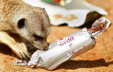 A Meerkat at Sydney's Taronga Zoo, plays with a Christmas bauble hanging a tree inside its enclosure December 23, 2008. 