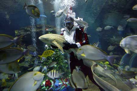 A diver in a Santa Claus outfit holds a leopard shark during a feeding round at an aquarium in Chiang Mai province, 700 km (435 miles) north of Bangkok, Dec. 24,2008. [Xinhua/Reuters]