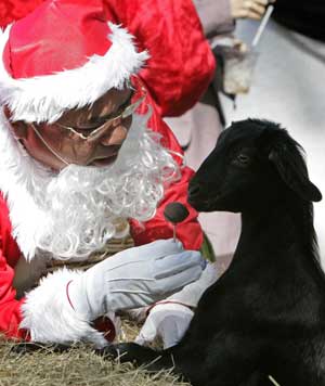A man dressed in Santa Claus costume feeds a goat during a news conference leading up to Christmas celebrations at Dusit Zoo in Bangkok Dec. 23, 2008.