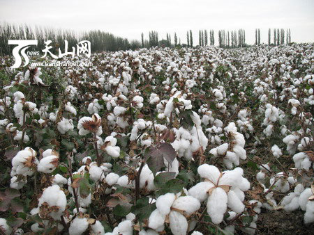 A cotton field run by  the Xinjiang Production and Construction Corps (XPCC), a key producer of quality cotton in northwest China.