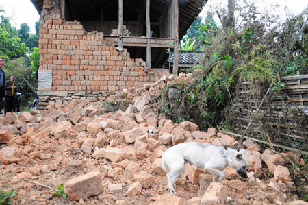 A dog walks past ruins of a house in Ruili of Southwest China's Yunnan Province aftert three earthquakes measuring 4.9, 4.3 and 4.0 on the Richter scale hit Southwest China on December 26, 2008. The earthquakes have left 19 wounded and 49,789 affected. [Xinhua] 