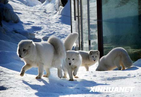 Arctic foxes have begun emerging from their den at the Ice and Snow Park by the Yitong river in Changchun, capital of northeast China's Jilin Province, on Dec. 25, 2008. Arctic foxes are native to the North America.[Xinhua] 