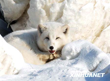 An arctic fox rests at the Ice and Snow Park by the Yitong river in Changchun, capital of northeast China's Jilin Province, on Dec. 25, 2008. Arctic foxes are native to the North America. [Xinhua]