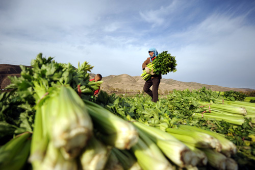 In the picture farmers harvest celeries in Gulang County, northwest China's Gansu Province, on October 28, 2008. Thanks to the government programs to provide aid to poverty stricken areas, the impoverished population in the county has dropped from 33,200 in 2001 to 27,700 in 2008. [Xinhua photo]