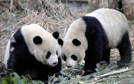 The giant pandas sent by the Chinese mainland to Taiwan have each lost nearly four kilograms since their arrival last Tuesday. 