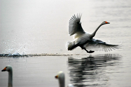 A whooper swan flies above a lake in Rongcheng, east China's Shandong Province, December 28, 2008. Having nearly 10,000 migrating whooper swans every winter, Rongcheng becomes a famous place for whooper swans to spend winter. The Rongcheng Nature Reserve covers an area of 1,675 hectares. The nature reserve is built to protect everglade and birds that are in danger. [Xinhua]