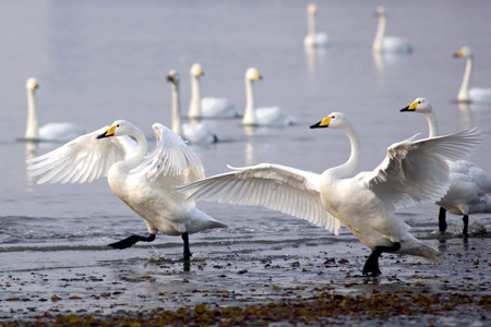 Whooper swans rest in the lake of Rongcheng, east China's Shandong Province, December 28, 2008. [Xinhua]