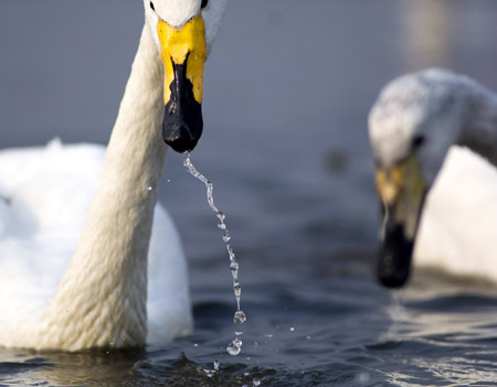 Whooper swans rest in the lake of Rongcheng, east China's Shandong Province, December 28, 2008. [Xinhua]