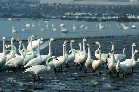 Whooper swans rest in the lake of Rongcheng, east China's Shandong Province, December 28, 2008. [Xinhua] 