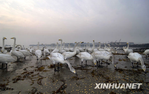 Whooper swans fly above a lake in Rongcheng, east China's Shandong Province, December 28, 2008. Having nearly 10,000 migrating whooper swans every winter, Rongcheng becomes a famous place for whooper swans to spend winter. The Rongcheng Nature Reserve covers an area of 1,675 hectares. The nature reserve is built to protect everglade and birds that are in danger. [Xinhua]