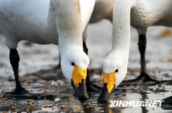 Whooper swans fly above a lake in Rongcheng, east China's Shandong Province, December 28, 2008. Having nearly 10,000 migrating whooper swans every winter, Rongcheng becomes a famous place for whooper swans to spend winter. The Rongcheng Nature Reserve covers an area of 1,675 hectares. The nature reserve is built to protect everglade and birds that are in danger. [Xinhua]