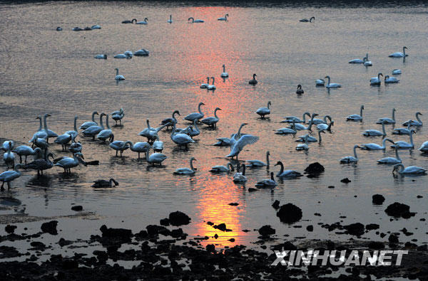 Whooper swans fly above a lake in Rongcheng, east China's Shandong Province, December 28, 2008. Having nearly 10,000 migrating whooper swans every winter, Rongcheng becomes a famous place for whooper swans to spend winter. The Rongcheng Nature Reserve covers an area of 1,675 hectares. The nature reserve is built to protect everglade and birds that are in danger. [Xinhua]