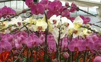 In eastern Fujian province, the flower market is hot. A company has sold its 70-thousandth trunk of moth orchid. 