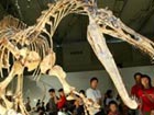 Guangxi Museum displays dinosaur fossils