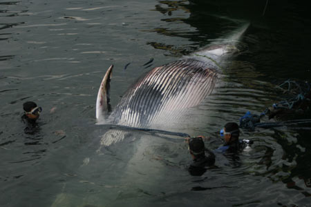 Members of the Philippine coast guard try to lift up the carcass of a minke whale in the waters of the Manila Bay on Dec. 30, 2008. 