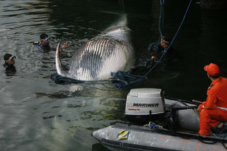 Members of the Philippine coast guard try to lift up the carcass of a minke whale in the waters of the Manila Bay on Dec. 30, 2008. 