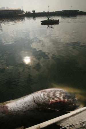 The carcass of a whale is seen in the waters of the Manila Bay on Dec. 30, 2008.