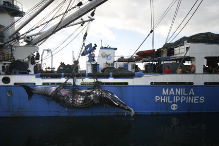 The carcass of a minke whale is lifted up by members of the Philippine coast guard in the waters of the Manila Bay on Dec. 30, 2008. 