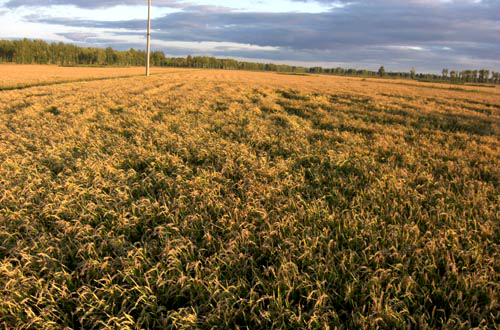 Authorities in northeast China's Heilongjiang Province, the country's largest producer of commodity grain, plan to further increase annual output in the coming years. The move is part of an effort to ensure national grain security.