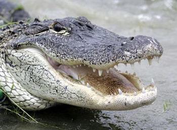 An alligator had to be subdued with a volleyball net when it wandered into a scout camp on the sleepy south-east coast of Australia. [File photo] 