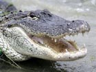 US alligator caught on Australian coast