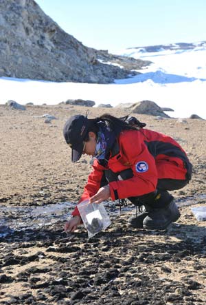 A member of Chinese 25th Antarctic expedition team picks moss in Antarctica, on Dec. 30, 2008. The Chinese 25th Antarctic expedition team carried out scientific research on cartography and biologic sampling to study the terrain and environment of Antarctica on Tuesday. [Liu Yizhan/Xinhua]